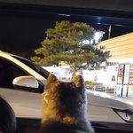 포항 남구 갈색 <b>포메</b> 강아지 찾습니다