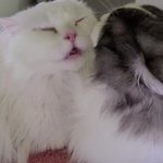 [고양이] <b>호두</b> 두부의 그루밍 타임