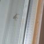 [댓글부탁해] 얘드라 이거 뭔 <b>벌레</b>같아?