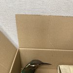 [이것좀봐줘] 새줍