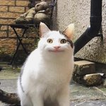 나도 <b>요정</b>다이어트 해볼까