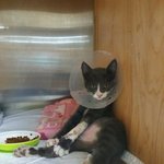 [방탈죄송] 아기고양이 찬스를 도와주세요.