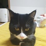 [고양이] 까만 <b>식빵</b> 한입 하실랍니까 사진추추가