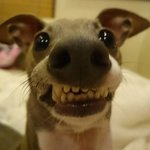 <b>이</b> 갱얼<b>쥐</b> 누구네 갱얼쥐지