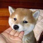 [19] 스킨십하고싶어서 미칠것같음 앜ㅋㄱ큐ㅠ