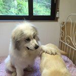 <그레이트 피레니즈> <b>심바</b>의 성장일기 - 11