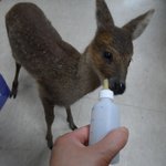 이 동물 나만 귀엽고, <b>귀</b>우고 싶냐? <b>졸</b><b>귀</b> ㅎㅎ
