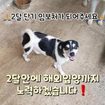 [강아지] 두달 임보처가 되어주세요