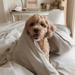 반려<b>동물</b> 자극 오는 <b>동물</b>의 '인생샷'