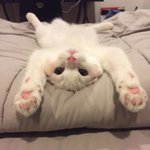 집에서 고양이 키우는 <b>집사</b>들 특징