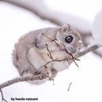 숲 속의 <b>짱귀</b> 하늘 다람쥐