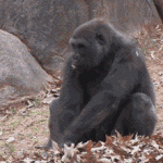 [드루와] 아 ㄱ구글<b>미트</b> ㅈㄴ쪽팔려 캠켜짐