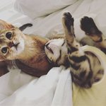 울 오빠 <b>고앵이</b>들