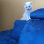 우리 냥이 하울이 이쁘죠..근데.....