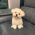 [드루와] 얘들아 나 본진 멤버십 고민중인데 봐주라..