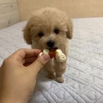 [드루와] 심심한 사람? ㅎㅎ우리 강아지 <b>먹방</b> 찍어떵...