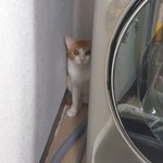 부산 태풍ㅜㅜㅜ울냥이 바람소리 <b>식겁</b>했어