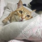 [이것좀봐줘] 시한부 고양이 이야기 쓴 쓰니야 오늘은 별비 데려오고...
