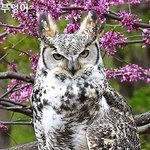 봐도 봐도 헷갈리는 부엉이, <b>올빼미</b>?