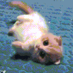 [추반] 니넨 <b>캣맘</b> 어케생각함?