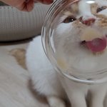 [고양이] (통이네)<b>츄</b>르먹는게 이렇게 귀여워도 될까 싶네~