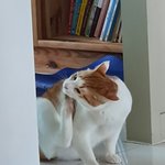 야 지금 우리집 고양이 ㅈㄴ 귀여움ㅠ