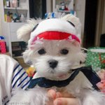 이거 어떤 어<b>이돌</b> 강아지였냐