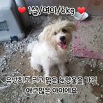 [강아지] 눈이 예쁜아이 좀 봐주세요