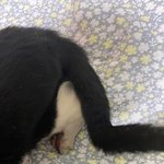 다친 길고양이 <b>후원</b> 글 올려도 될까 얘들아