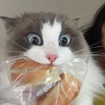 그러니까 <b>한입</b>만 달라 했자나요...