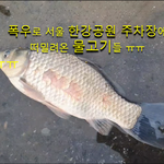 서울 <b>폭우</b>로 한강주차장에 떠밀려온 붕어들