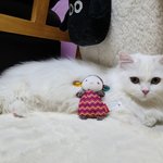 [고양이] 호<b>두부</b>의 장난감