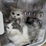 [고양이] 우리 <b>두부</b> 목욕했어요..