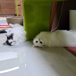 [고양이] 호<b>두부</b>의 눕방....누워있는게 젤루 좋아~~~