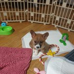 감사합니다! <b>웰시</b>코기 2달여아를 살려주세요