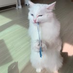 우리집 고양이 <b>천재</b>임 ㅇㄱㄹㅇㅂㅂㅂㄱ