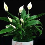 [수면] 수면에 도움되는 다섯가지 식물,침실에 놓으면 꿀잠 쿨쿨~