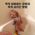<b>목욕</b> 싫어하는 강아지 <b>목욕</b> 시키는 방법