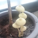 우리집 화분에서 <b>버섯</b> 자람