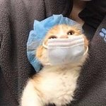 [댓글부탁해] 코시 <b>슈</b>바르츤가 뭔가 이해안됨