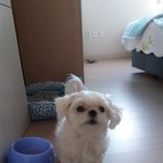 [댓글부탁해] 멈머 자랑 콘테스트(<b>야옹이</b>도ㄱㄴ)