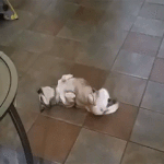 [19] 개멍청한 동물들.<b>gif</b>
