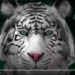 이거 백호 눈색 너무 예쁘지 않냐