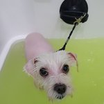[꼭조언부탁] 강아지 <b>미용</b> 이런 경우가 있나요?