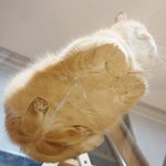 [19] <b>카디</b>비 앎??? ㅈㄴ놀램