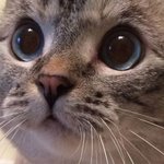 [댓글부탁해] 이 고양이 <b>sns</b> 좀 알려줘