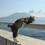 [방탈죄송] <b>동물</b>농장에 나왔던 사바나캣에 대한 진실을 아시나요?