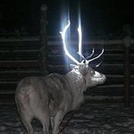 루돌프 <b>사슴</b> 코는