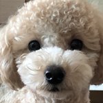 강아지 부드럽고 따뜻하고 <b>꾸룽내</b>나