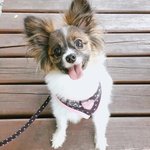 <b>루비</b> 잘자 사랑해 댕댕이별에 조심히 가